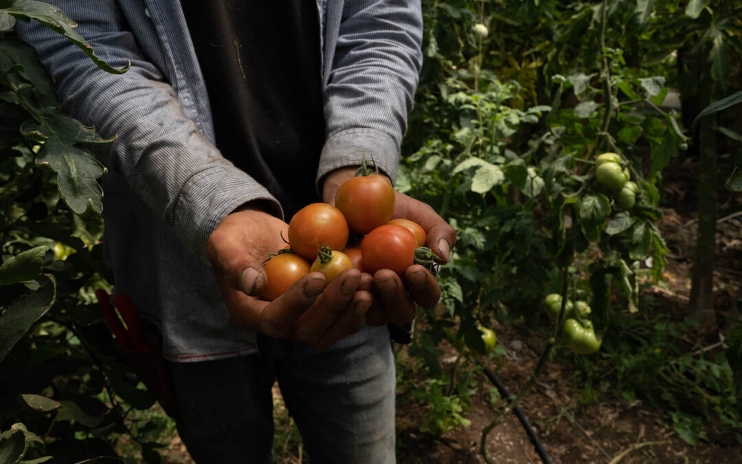 Esta es la oportunidad de la agricultura regenerativa